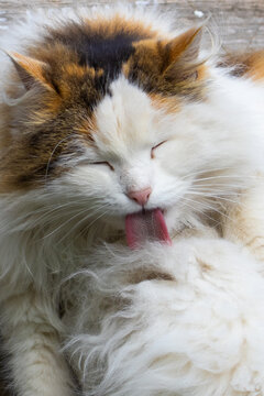 A fluffy cat sits in a garden, cleaning its fur with its tongue. The sun shines down as it licks its coat. The cat seems relaxed and comfortable in this peaceful moment.
