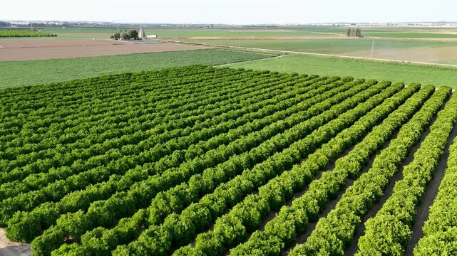 Aerial view of an orange grove agriculture field in Seville