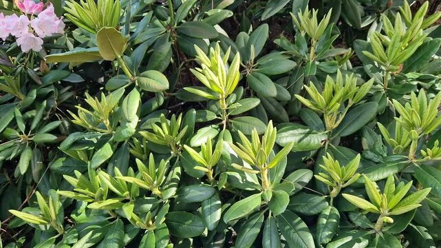 Rhododendron bush with young leaves in spring. Rhododendron close-up. Ornamental garden plants. Branches of evergreen rhododendron with large leathery leaves and new spring buds