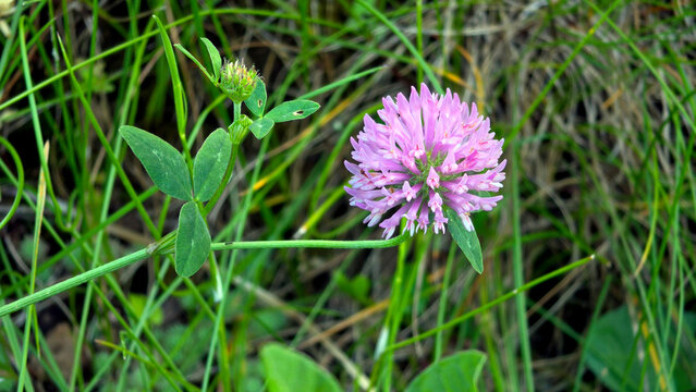 Inflorescence of red clover flower head and trifoliate leaf on stem Trifolium pratense