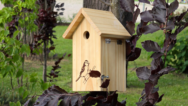 New light pine wood birdhouse with a bird line drawing drawing attached to a tree surrounded by dark purple beech leaves