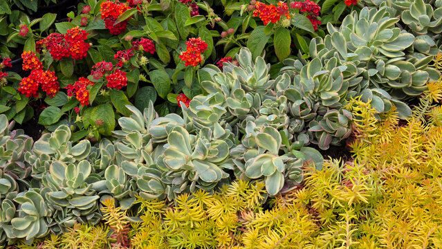 Red lantana flowers blooming beside variegated kalanchoe and yellow sedum border of Lantana camara and Kalanchoe fedtschenkoi and Sedum rupestre