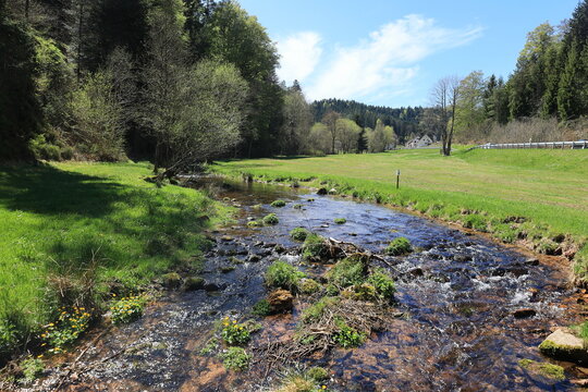 Fluss Grosse Enz zwischen Gompelscheuer und Enzkl&ouml;sterle im Nordschwarzwald