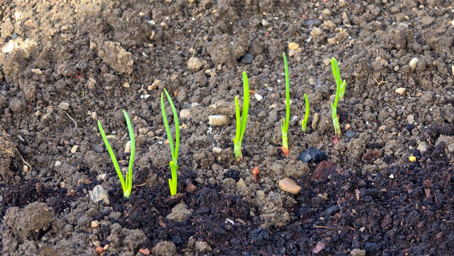 Young green onion shoots emerging from cultivated soil in Allium cepa field