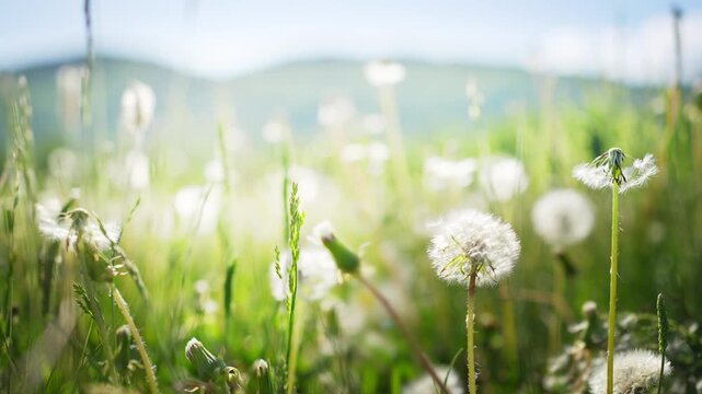 Green grass with white fluffy dandelions in the mountains at sunny day. Plants swaying in the light wind. Mountains and sky in the background. Beautiful summer nature. Selective focus
