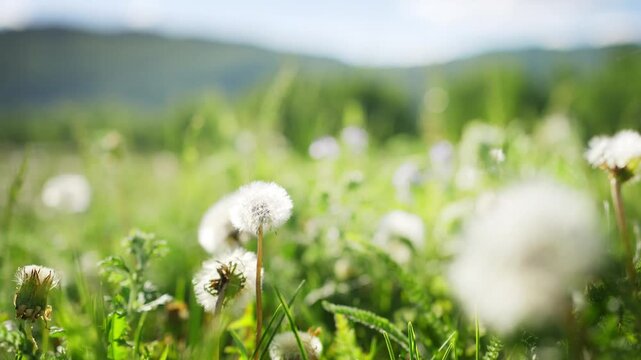 Green grass with white fluffy dandelions in the mountains at sunny day. Plants swaying in the light wind. Mountains and sky in the background. Beautiful summer nature. Selective focus
