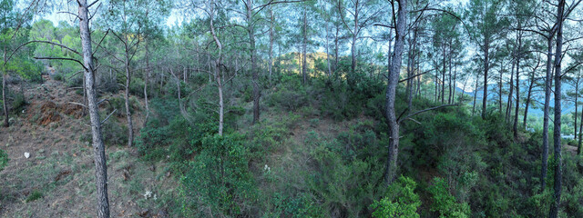 Obraz premium A wide-angle nature photograph showing the interior of a pine forest with Mediterranean vegetation, featuring tree trunks and dense shrubs.