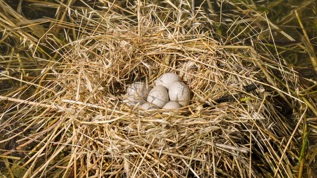 A detailed and clear macro nature photograph of the black-spotted eggs of the coot, hidden in its nest among the reeds.