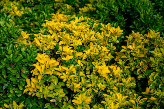 Euonymus japonicus is a species of flowering plant in the family Celastraceae, native to Japan and Korea. Euonymus fortunei, the spindle, Fortune's spindle, winter creeper or wintercreeper, is a speci