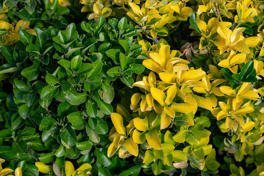 Euonymus japonicus is a species of flowering plant in the family Celastraceae, native to Japan and Korea. Euonymus fortunei, the spindle, Fortune's spindle, winter creeper or wintercreeper, is a speci
