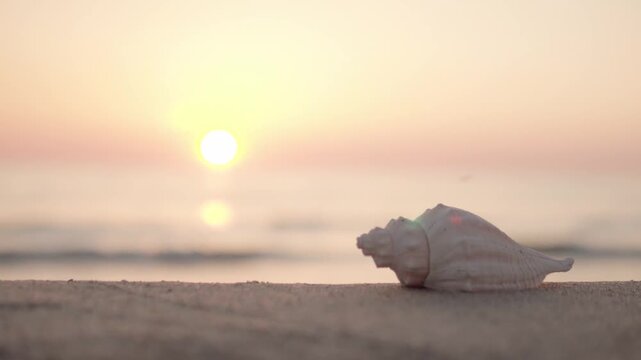 夕日の砂浜と貝殻