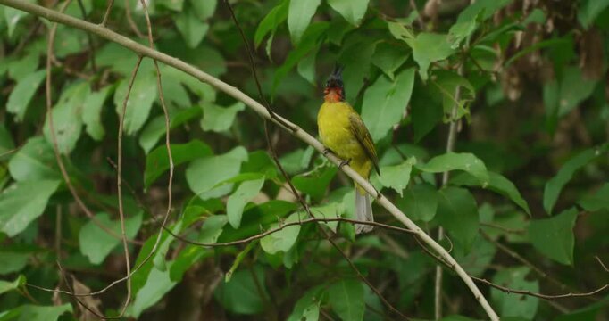 Black-crested bulbul foraging in its natural tree habitat bird wildlife