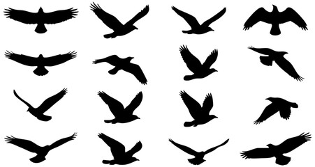 Fototapeta premium Detailed black silhouette vector collection of various flying birds showing different poses in white background