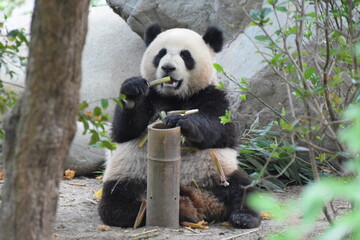 Zoomed full body front shot of giant panda eating bamboo, panda facing camera, open mouth, bamboo stick in hand, sitting on ground, panda base three, Chengdu, Sichuan province, China © Tom