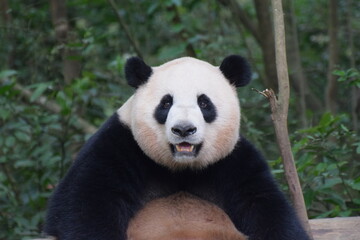 Naklejka premium Front zoomed shot of adult panda bear looking at camera, open mouth, body facing camera, sitting, green vegetation in back, Panda Base 3, Chengdu, Sichuan province, China