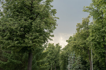 Fototapeta premium Dense green trees fill Luzhniki park landscape beneath dramatic storm clouds after rain, natural urban scenery, evening light. Urban park, landscape, city environment, weather, Moscow destination