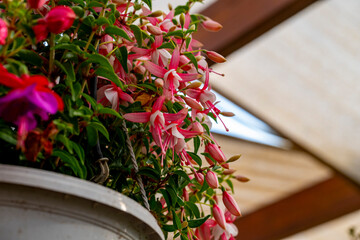 Fototapeta premium Fuchsia is a genus of flowering plants that consists mostly of shrubs or small trees. Almost 110 species of Fuchsia are recognized; the vast majority are native to South America, but a few occur north