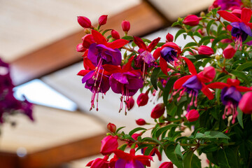 Fototapeta premium Fuchsia is a genus of flowering plants that consists mostly of shrubs or small trees. Almost 110 species of Fuchsia are recognized; the vast majority are native to South America, but a few occur north