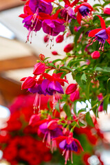 Fototapeta premium Fuchsia is a genus of flowering plants that consists mostly of shrubs or small trees. Almost 110 species of Fuchsia are recognized; the vast majority are native to South America, but a few occur north