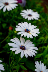 Bellis perennis, the daisy, is a European species of the family Asteraceae, often considered the archetypal species of the name daisy. To distinguish this species from other plants known as daisies, i © enderbayindir