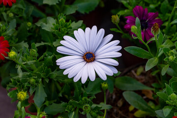 Bellis perennis, the daisy, is a European species of the family Asteraceae, often considered the archetypal species of the name daisy. To distinguish this species from other plants known as daisies, i © enderbayindir