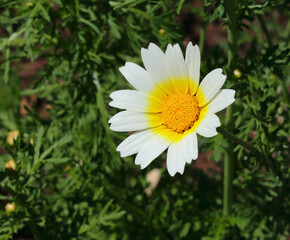 Fototapeta premium Foraging - Solitary, Crown Daisy - Glebionis coronaria. Also known as Garland daisy, Japanese greens or edible chrysanthemum. Its leaves are highly sought after by foragers. Growing wild in Portugal. 