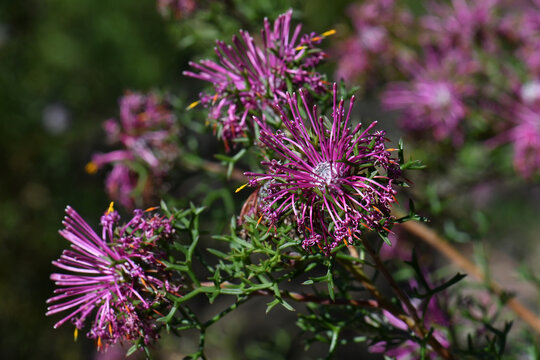 Flowers of the Australian native purple Rose Coneflower, Isopogon formosus, family Proteaceae. Endemic to coastal heath and dry sclerophyll woodland in southern Western Australia. Winter spring flower