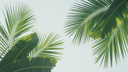 Fototapeta premium Tropical palm and banana leaves against a bright, hazy sky background
