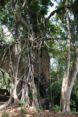 Fototapeta premium Ruines de l'usine sucrière de Soulou, à Mayotte