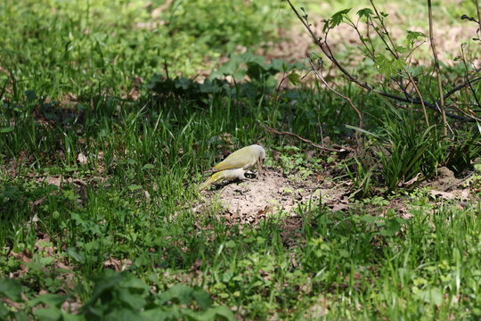Gray-headed woodpecker searching for ants in spring grass, Picus canus