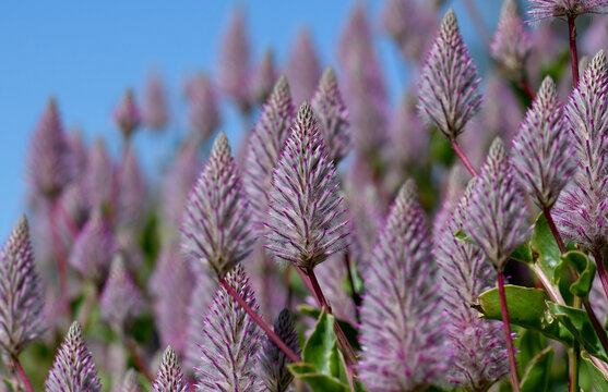 Close up of pink purple feathery flowerheads of Australian native Mulla Mulla, Ptilotus exaltatus Joey cultivar wildflowers, family Amaranthaceae. Blue sky background. Spring summer flowering