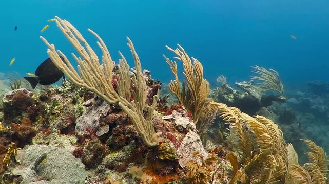 Yellow, purple and red corals and plants on the tropical reef. Light blue water background. Sponges, sea branches and shapes. Peaceful tropical reef scuba diving scenery for holiday.
