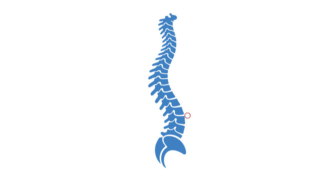Medical illustration of a human spinal column in blue with a red circle highlighting a specific vertebra for focus on back pain relief.