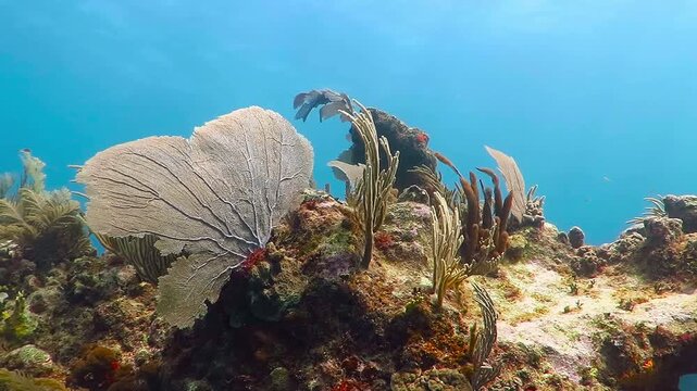 Underwater tropical coral reef full of aquatic life and corals. Scuba diving liveaboard trip, ocean plants and animals. Snorkeling adventure trip on the reef. Travel footage.