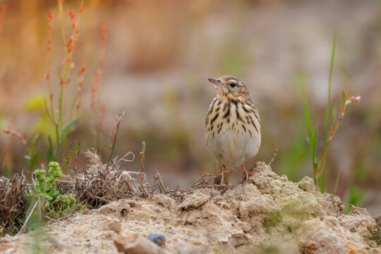 Close-up portrait of a male tree pipit bird standing on sandy soil in a green meadow. Wild songbird looking at the camera on an overcast spring day.