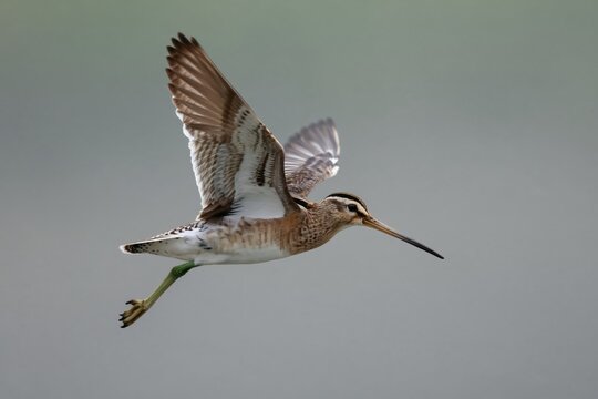 Common snipe bird with long beak flies across gray sky. Wings are spread showing patterned feathers. Bird has brown white plumage with black stripes on head.