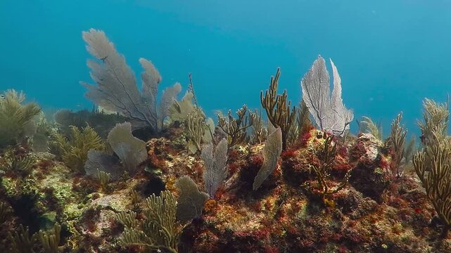 Underwater beautiful rich coral reef, with the soft corals and water plants moving in the sea. Scuba diving on the tropical reef with aquatic water life. Adventure ocean trip to island with reef.