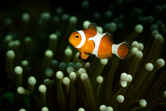 Anemone fish @ Coron, The Philippines