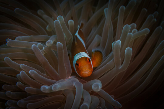 Anemone Fish @ Panglao, The Philippines
