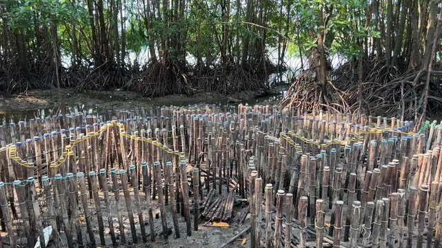 Crab Condos, the Vital Habitats to Support Biodiversity in Mangrove Forest.