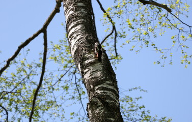 Fototapeta premium Great spotted woodpecker watching from birch tree, Dendrocopos major