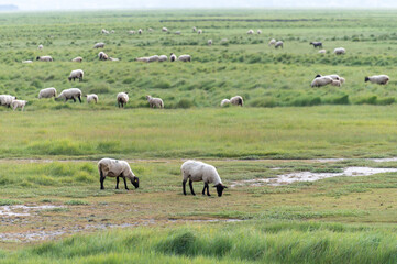 Obraz premium Large flock of sheep grazes freely in lush green pastures near Mont-Saint-Michel in Normandy, salt marshes and wetlands provide ideal grazing grounds for these traditional farming animals