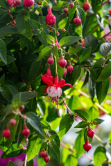 Fototapeta premium Fuchsia is a genus of flowering plants that consists mostly of shrubs or small trees. Almost 110 species of Fuchsia are recognized; the vast majority are native to South America, but a few occur north