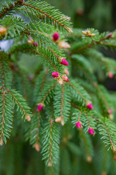 Frische Knospen an einem Tannenbaum