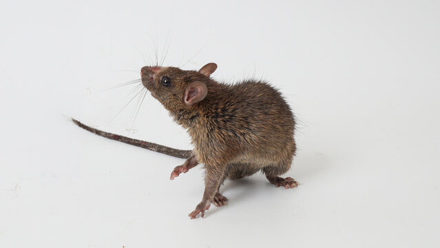 House rat isolated on white background as hantavirus carrier, macro photography of common brown rat mouse transmitting dangerous virus disease
