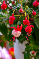 Fototapeta premium Fuchsia is a genus of flowering plants that consists mostly of shrubs or small trees. Almost 110 species of Fuchsia are recognized; the vast majority are native to South America, but a few occur north
