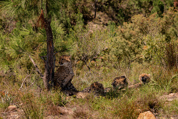 Cheetah family resting in natural habitat in South Africa © Kristof