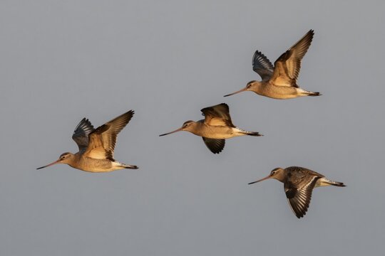 Flock of bar-tailed godwits flies in sky. Four birds with long beaks and spotted feathers soar gracefully. Avian wildlife in natural habitat, migrating during day.