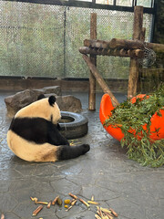 Funny panda rolling on the ground and playing, clumsy bear cub in zoo environment © KaLing