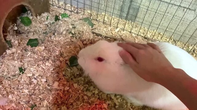 A rabbit is an animal in a petting zoo.